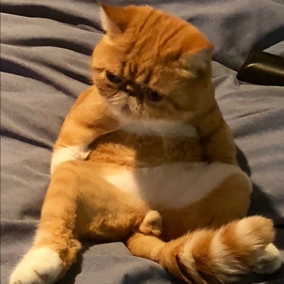 Meet the Posher - Picture 4 of 8